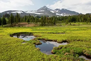 Dominated: Mountain Meadow dominated by Gorman's Buttercup