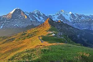 Eiger: Mountain meadow on the Mannlichen with the triumvirate