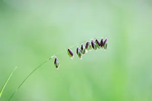 Franche: Mountain Melick (Melica nutans) Spikelet - Bourgogne