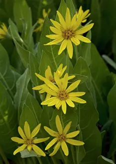 Mollis: Mountain Mule Ears - in flower
