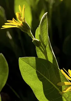 Mollis: Mountain Mule Ears - in flower