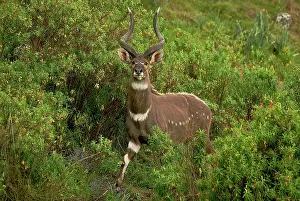 Michele Menegon: Mountain Nyala