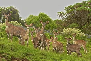 Michele Menegon: Mountain Nyala