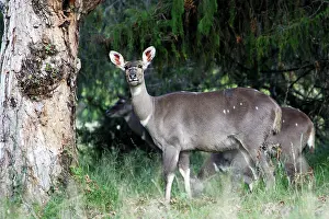 Nyala: Mountain Nyala - female