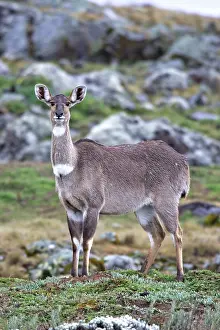 Nyala: Mountain Nyala - female