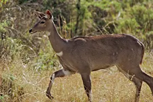 Nyala: Mountain Nyala - female