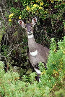 Nyala: Mountain Nyala - female