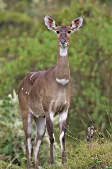 Nyala: Mountain Nyala - female