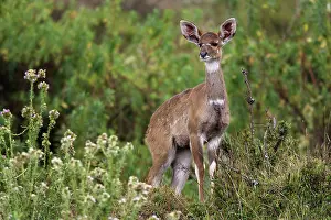 Nyala: Mountain Nyala - female