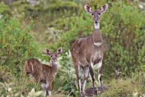 Nyala: Mountain Nyala - female & young