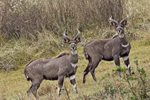 Nyala: Mountain Nyala - male