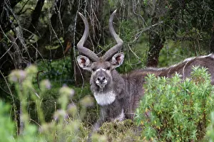 Nyala: Mountain Nyala - male