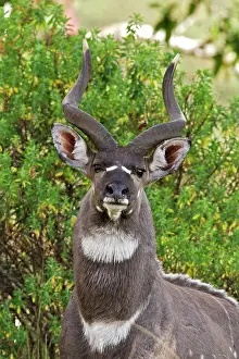 Nyala: Mountain Nyala - male