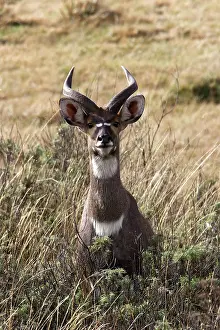 Nyala: Mountain Nyala - male