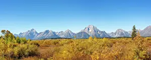 Salicaceae: Mountain panorama with Mount Moran and Grand Teton