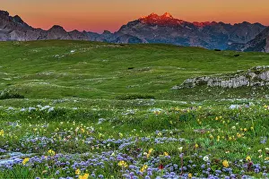 Foreground: Mountain panorama at sunrise with flower meadow
