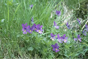 Pansy: MOUNTAIN PANSY