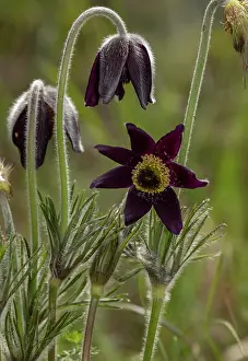 Pasque: Mountain Pasque Flower, Pulsatilla montana in flower