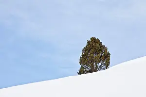 Pinus: Mountain Pine - in the snow in high Pyrenees