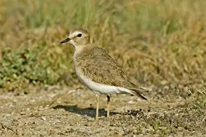 Montanus: Mountain Plover