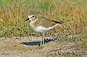 Montanus: Mountain Plover