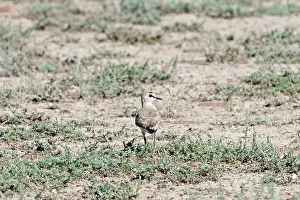 Montanus: Mountain plover