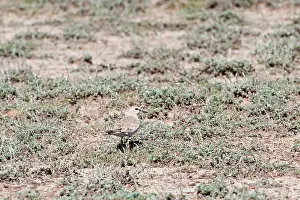 Montanus: Mountain plover