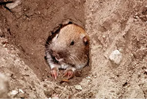 Gopher: MOUNTAIN POCKET GOPHER