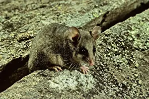 Parvus: Mountain Pygmy-Possum