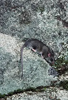 Possum: MOUNTAIN PYGMY POSSUM