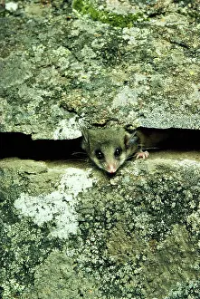 Parvus: Mountain pygmy-possum (Burramys parvus). Kosciuszko
