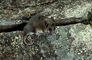 Parvus: Mountain pygmy-possum (Burramys parvus). Kosciuszko