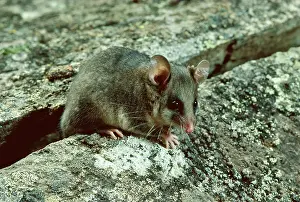 Parvus: Mountain pygmy-possum (Burramys parvus). Kosciuszko