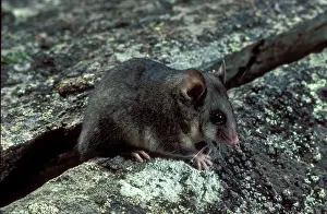 Parvus: Mountain pygmy-possum (Burramys parvus). Kosciuszko