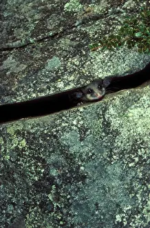 Parvus: Mountain pygmy-possum (Burramys parvus) in crevice