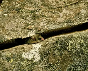 Parvus: Mountain pygmy-possum (Burramys parvus) hiding