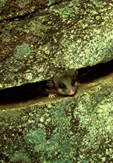 Parvus: Mountain pygmy-possum (Burramys parvus) lives in