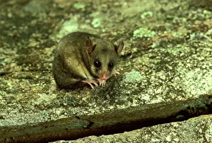 Parvus: Mountain pygmy-possum (Burramys parvus) lives in