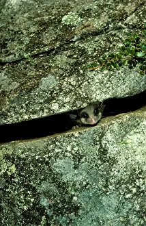 Parvus: Mountain pygmy-possum (Burramys parvus) lives in
