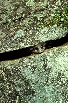 Parvus: Mountain pygmy-possum (Burramys parvus) lives in