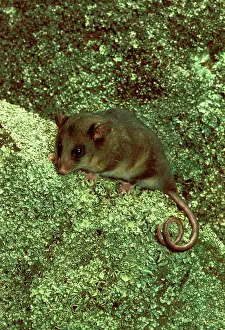 Parvus: Mountain pygmy-possum (Burramys parvus) Lives amongst