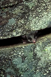 Parvus: Mountain pygmy-possum (Burramys parvus) peeering