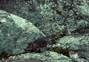 Parvus: Mountain pygmy-possum (Burramys parvus) running