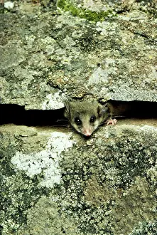 Parvus: Mountain Pygmy-Possum - Peaking through crevice in rock