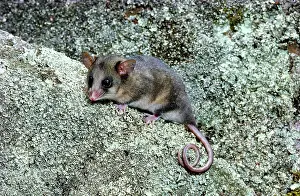 Parvus: Mountain Pygmy-Possum - On rock