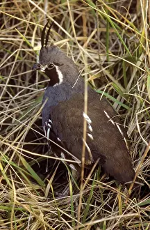 Odontophoridae: Mountain Quail