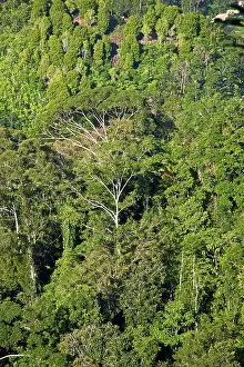 Tenga: Mountain rainforest landscape, Morowali