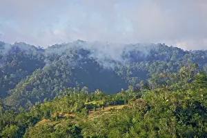 Rescue: Mountain rainforest landscape, Morowali