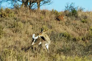 Redunca: Mountain Reedbuck - male grooming