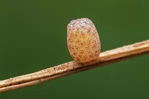 Butter: Mountain Ringlet (Erebia epiphron) egg of butter